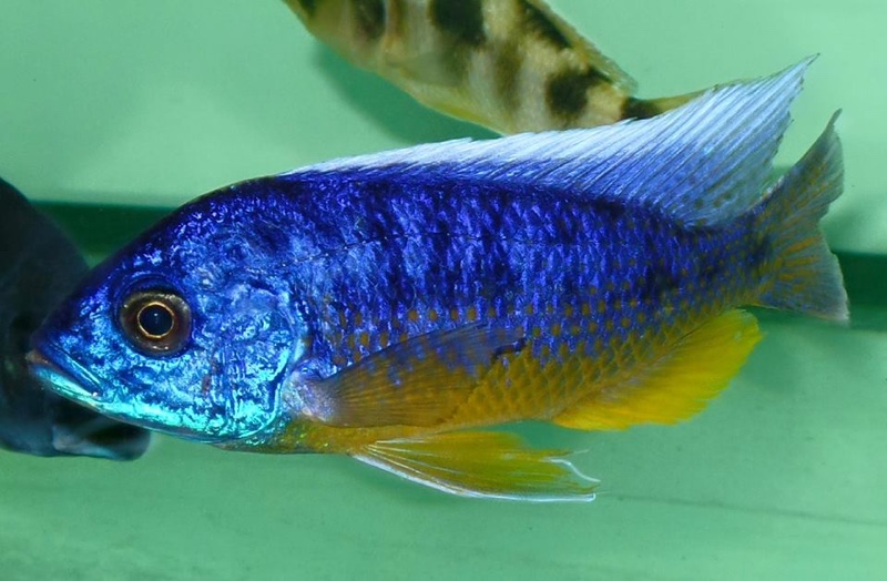 Protomelas sp. 'spilonotus tanzania'